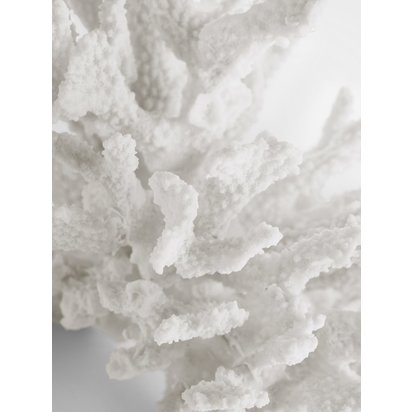 P large decorative coral v3 2 800x