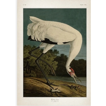 Whooping crane