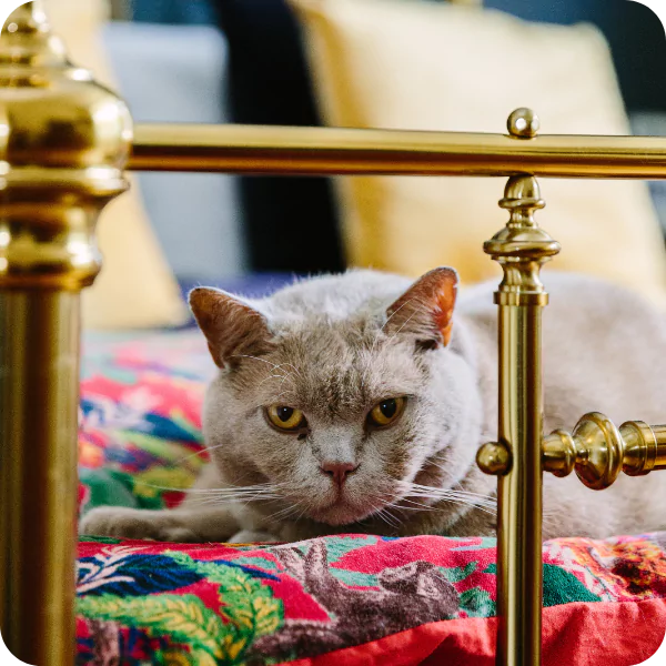 Pet friendly interior design ideas